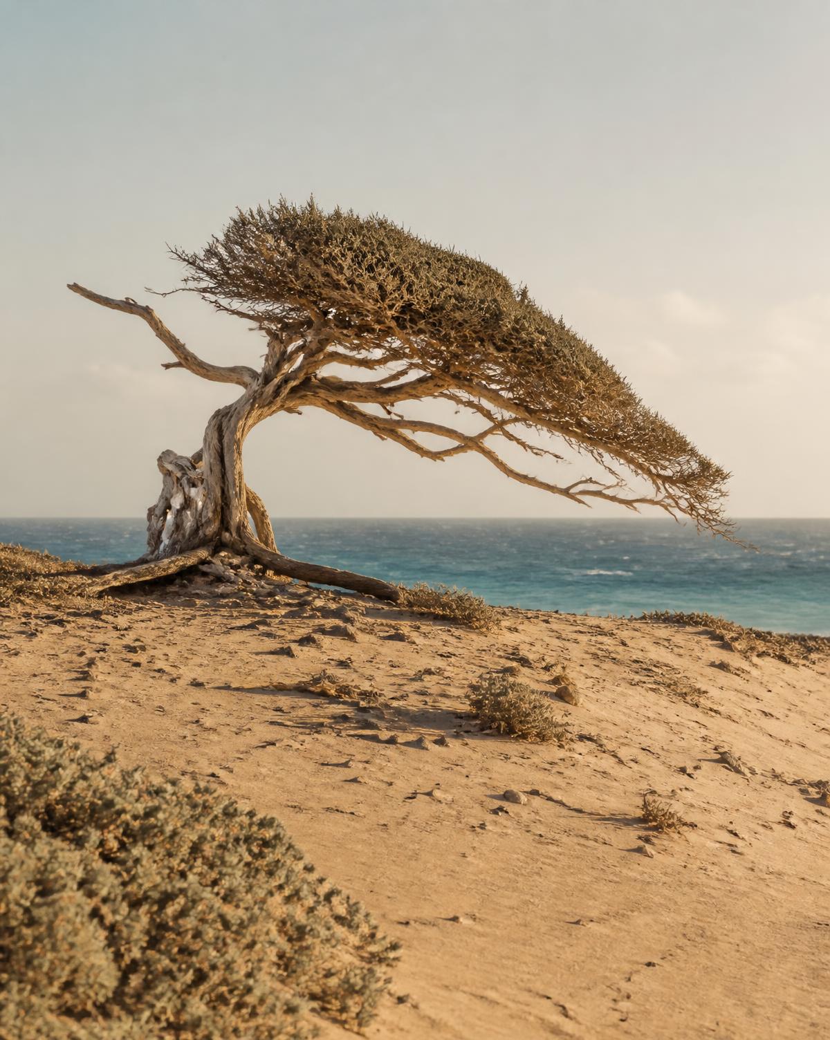 A windswept divi divi tree rooted on a sunlit coastal dune